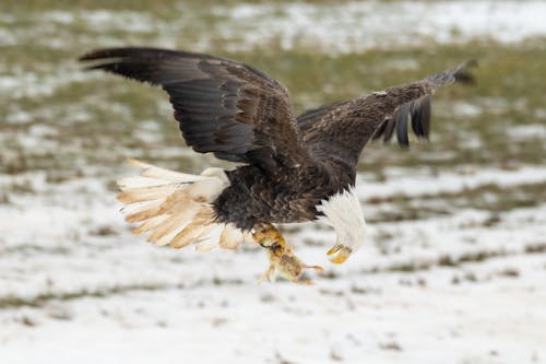 Close-up of a Bald Eagle Flying with a Prey in its Claws 