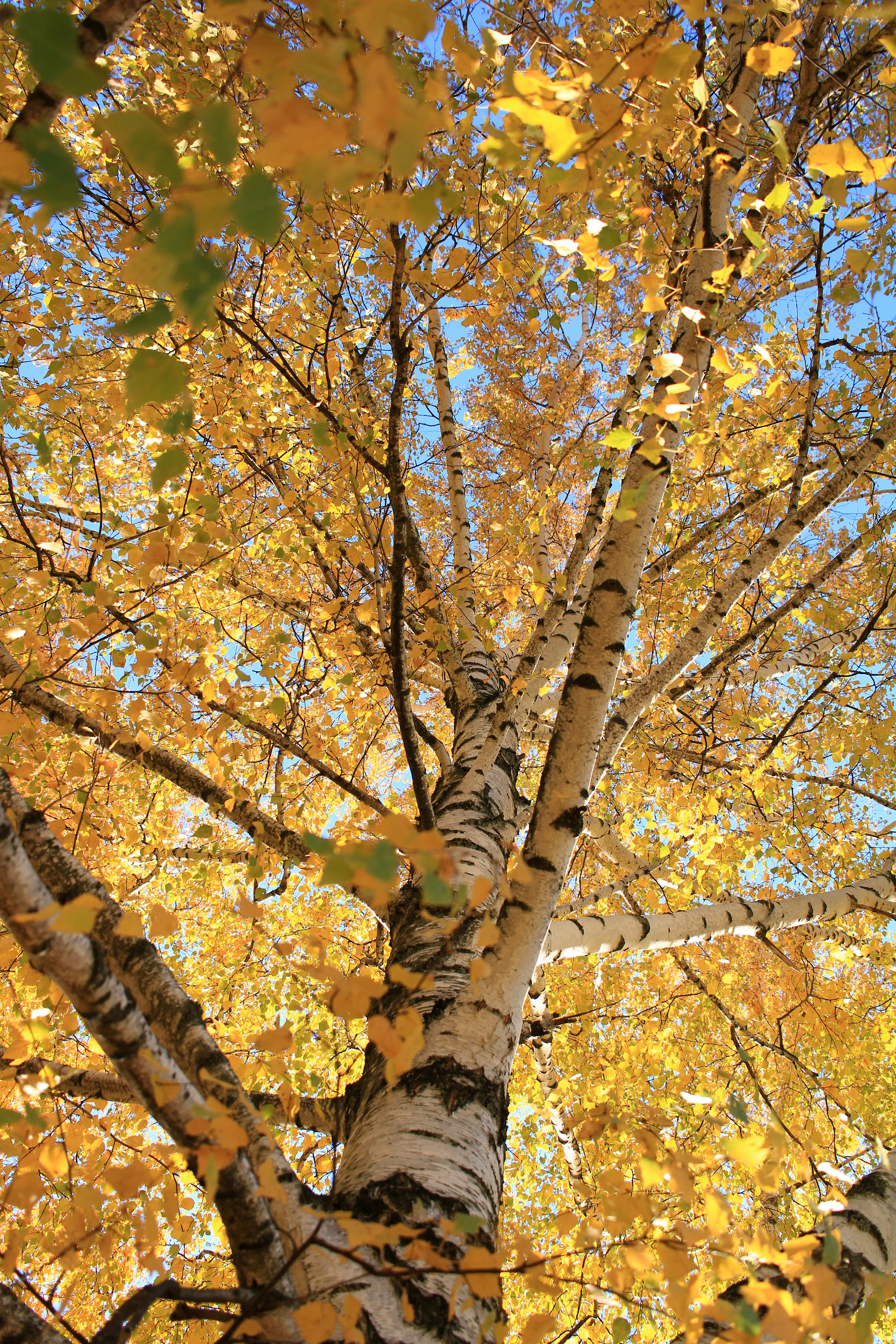 Birch Tree in Autumn Foliage · Free Stock Photo, image size:4000x6000