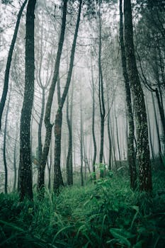 云雾缭绕的森林中，高大的树木与生机勃勃的灌木丛相映成趣，营造出一种神秘的氛围