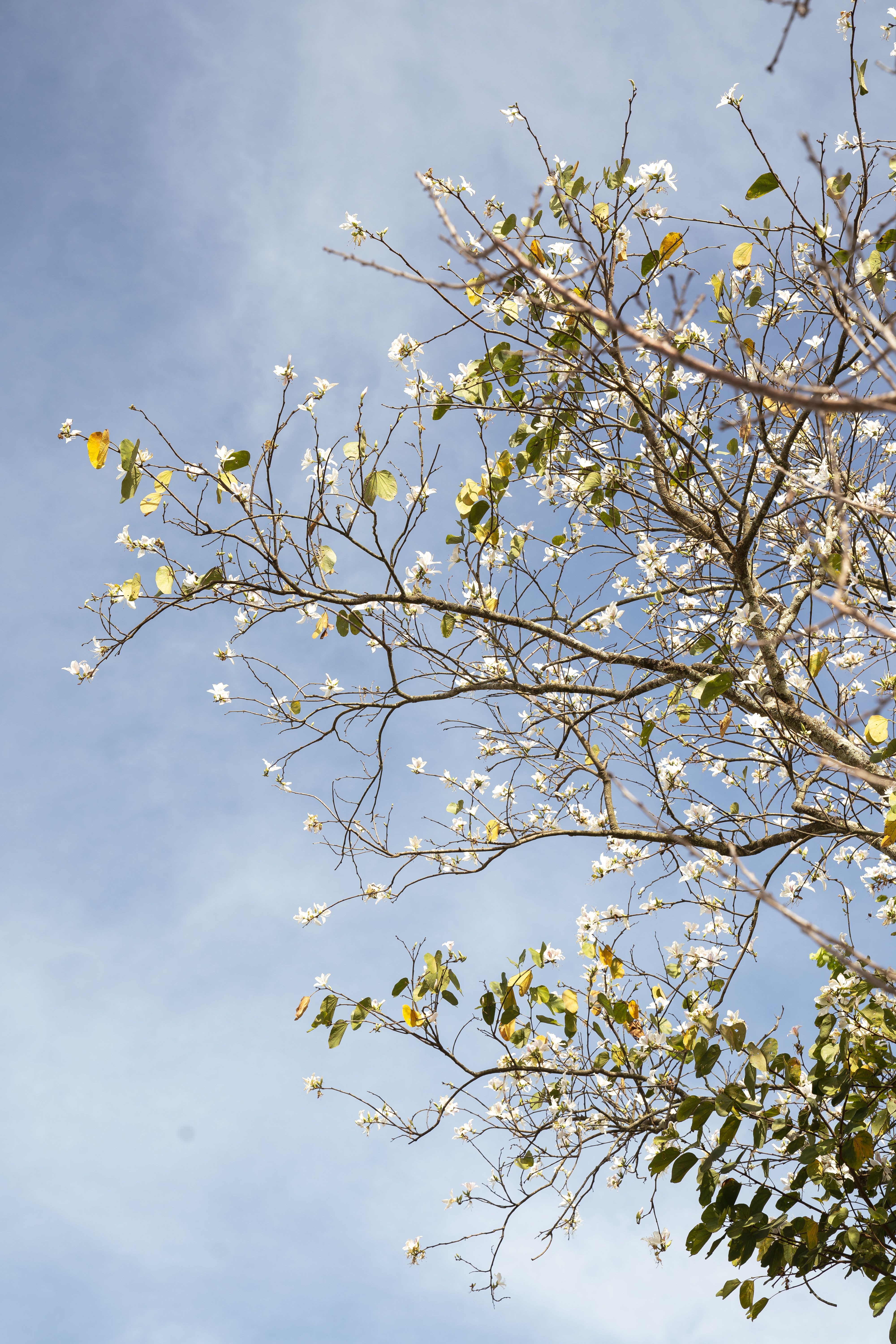 Tree in Blossom in Spring Time · Free Stock Photo