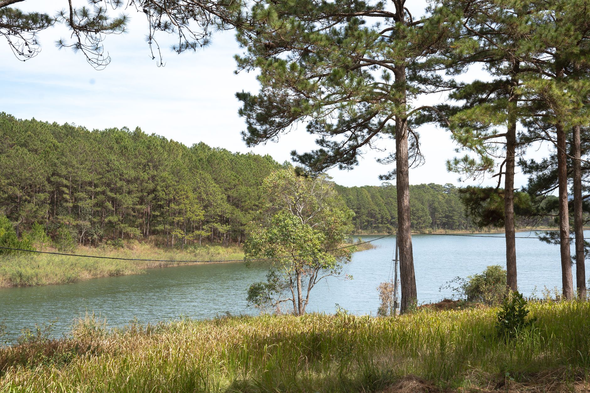 Vista idílica junto al lago con frondosos pinos bajo un brillante cielo de verano.
