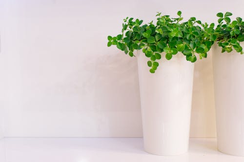 Houseplants in White Vases 