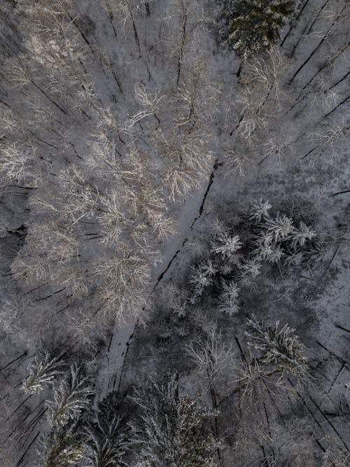 Birds Eye View of Forest in Winter