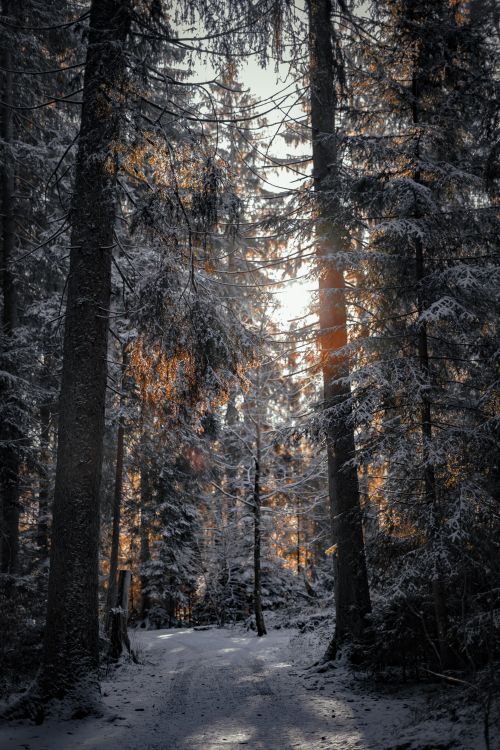 Free A tranquil forest path covered in snow, beautifully lit by the soft glow of sunset through tall trees. Stock Photo