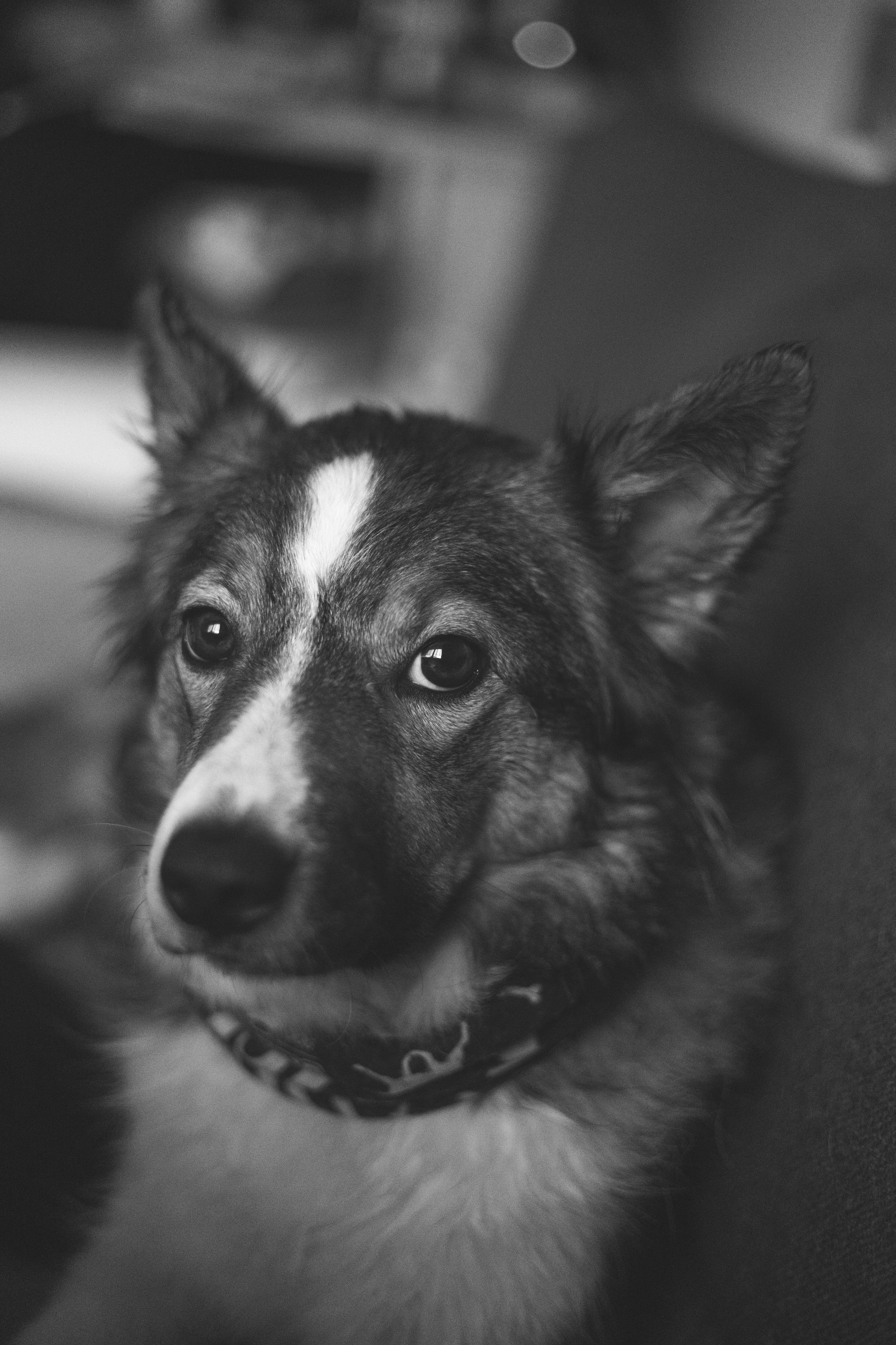 Dog Portrait in Black and White · Free Stock Photo