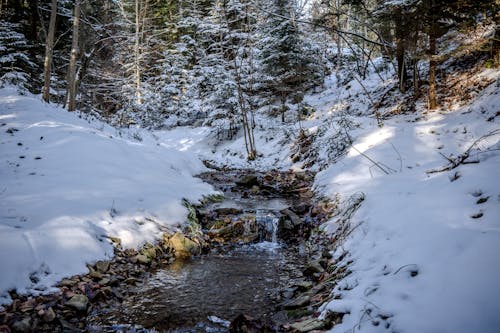 View of a Stream Flowing in a Snowy Forest 