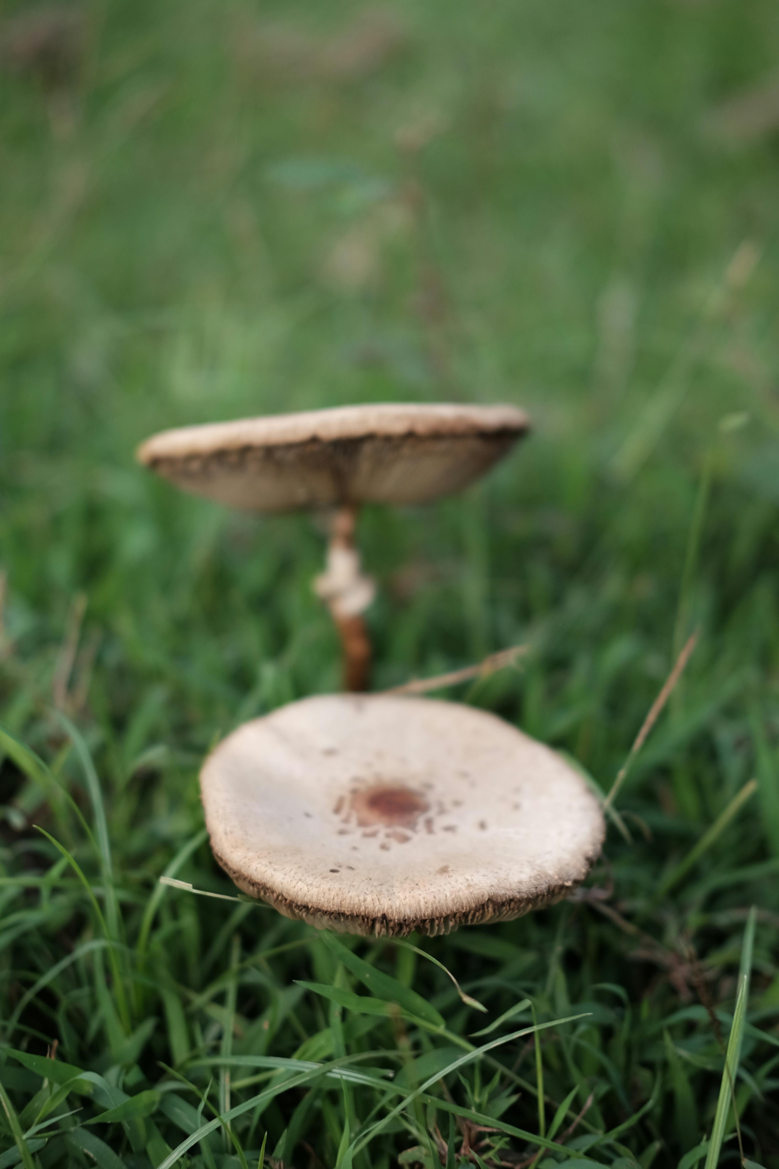 Close-up of two mushrooms growing in vibrant green grass, showcasing natural textures and growth.