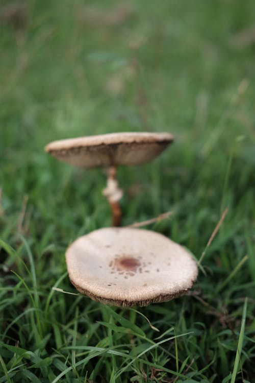 Close up of Mushrooms