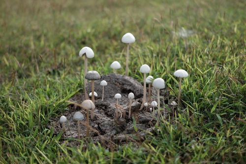 Free Close-up of wild mushrooms growing in a lush meadow, showcasing natural beauty. Stock Photo