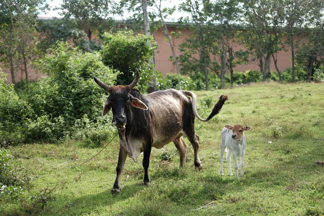 Cow and calf in rural setting