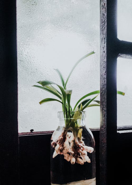 Darmowe zdjęcie z galerii z pionowy strzał, rośliny, waza