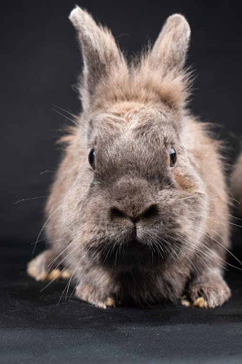 Close-up of a Pet Rabbit 