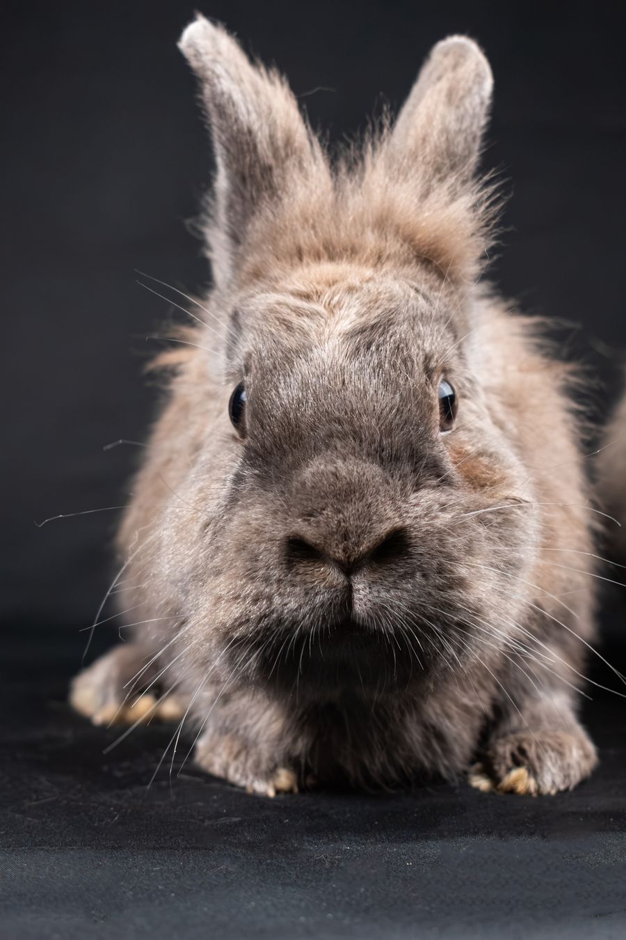 Lapin nain tête de lion : reconnaître sa crinière et bien l’entretenir - 1