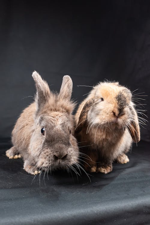Close-up of Two Pet Rabbits 