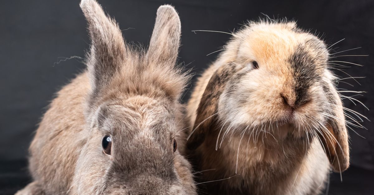 Close-up of Two Pet Rabbits · Free Stock Photo