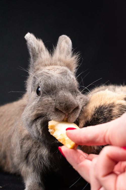 Woman Feeding a Rabbit 