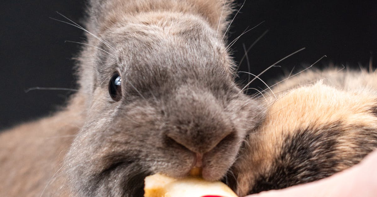 Woman Feeding a Rabbit · Free Stock Photo