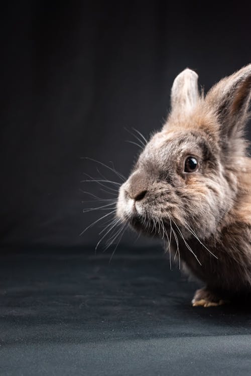 Close-up of a Pet Rabbit 