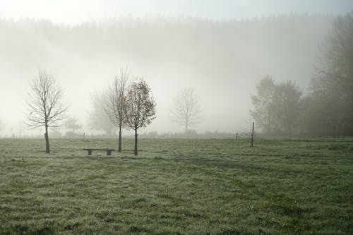 A bench in a field with trees and fog