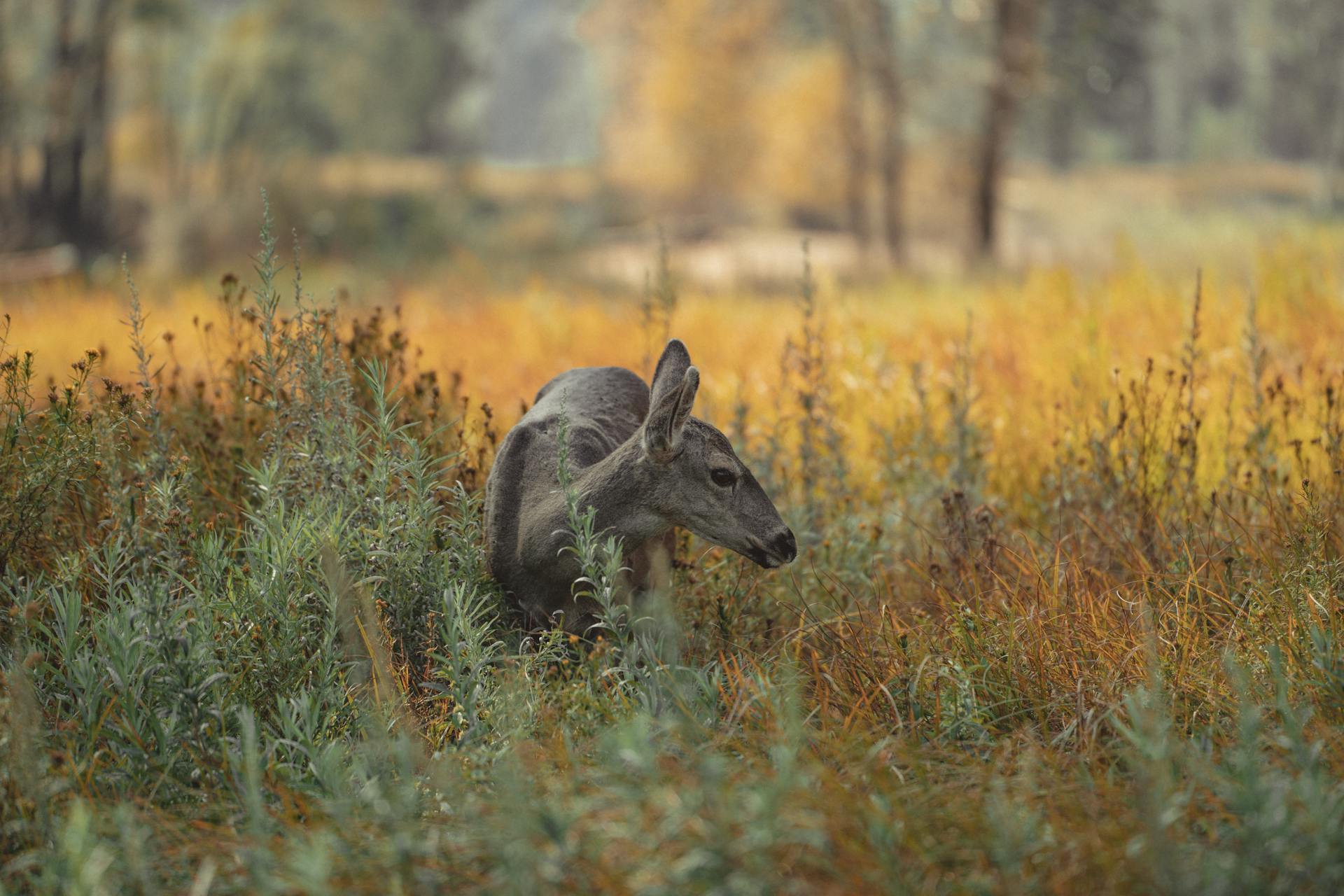 A deer foraging in the autumn-colored meadows of Yosemite Valley, California.