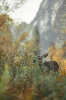 A deer calmly grazes in the lush greenery of Yosemite Valley, CA, USA.