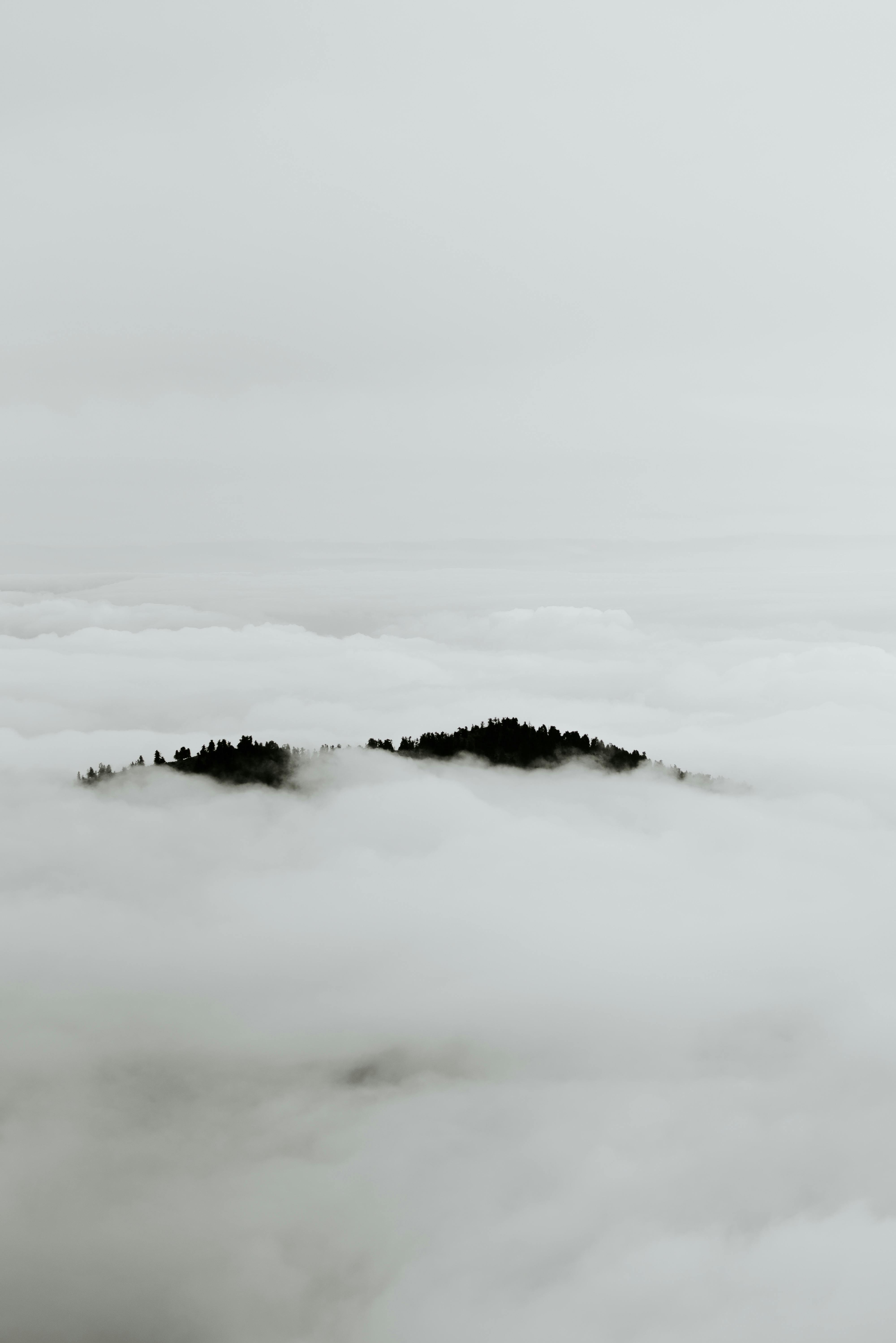 Aerial view of a coniferous forest peeking through dense clouds, creating a serene and ethereal atmosphere.