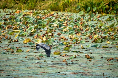 Foto d'estoc gratuïta de aiguamoll, au, fotografia d'animals