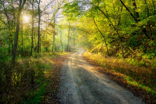 View of a Footpath between Bright Green Trees in Sunlight 