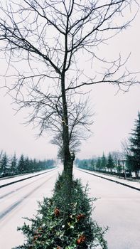 A snowy road lined with trees and shrubs, creating a serene winter landscape.