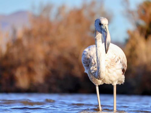 Flamingo by the Stream in Sunset 