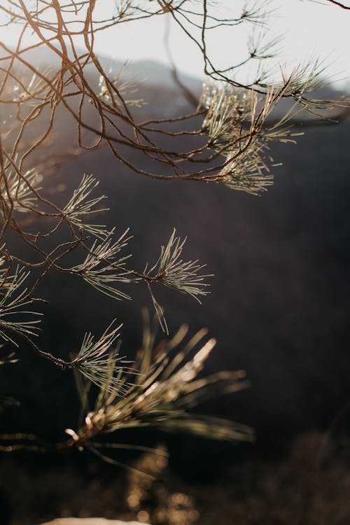 Gratis lagerfoto af gren, lodret skud, nåle