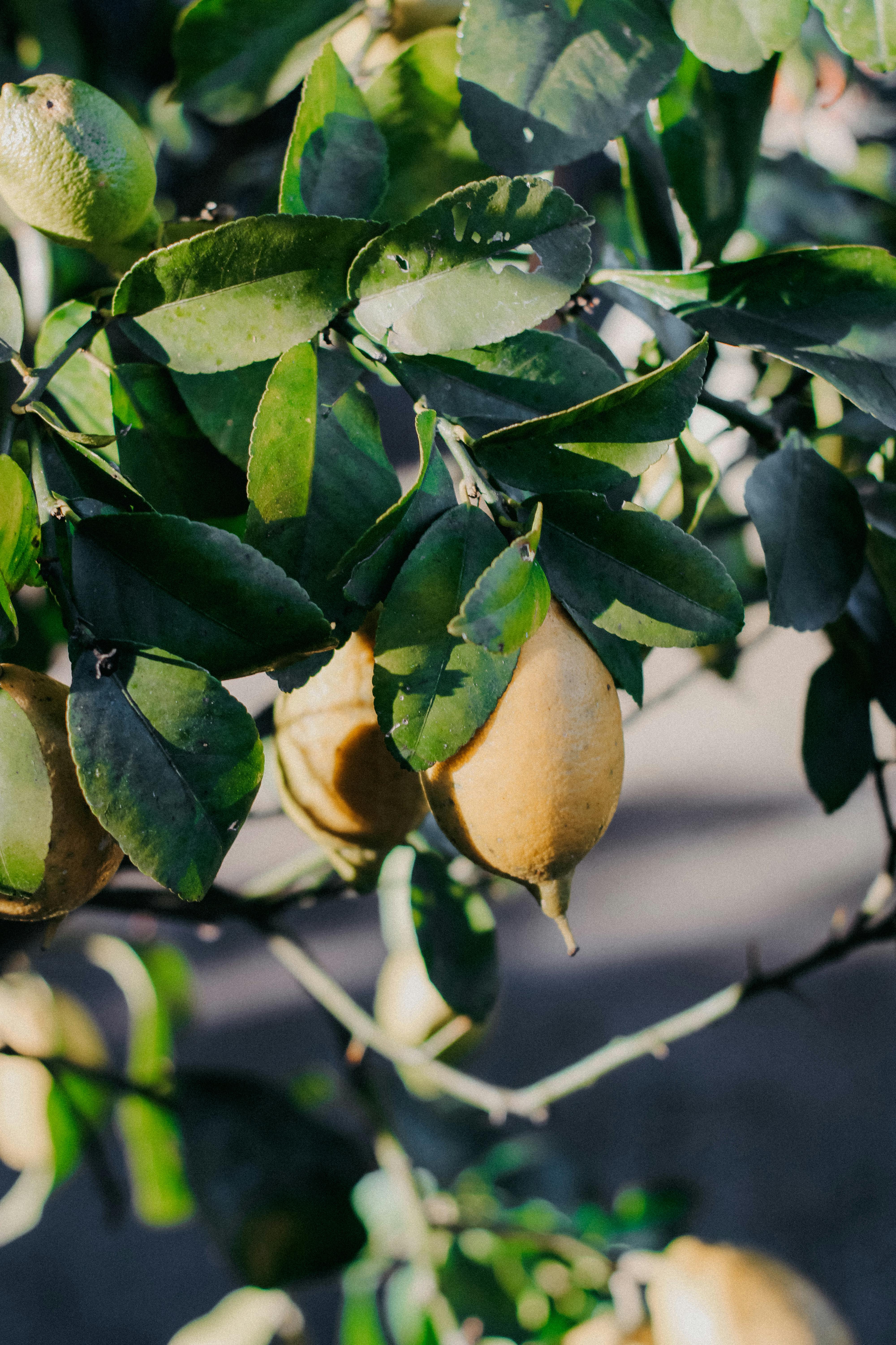 Vibrant lemons surrounded by lush green leaves under sunlight.