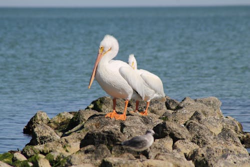 amerikan beyaz pelikanlar, deniz, doğa içeren Ücretsiz stok fotoğraf