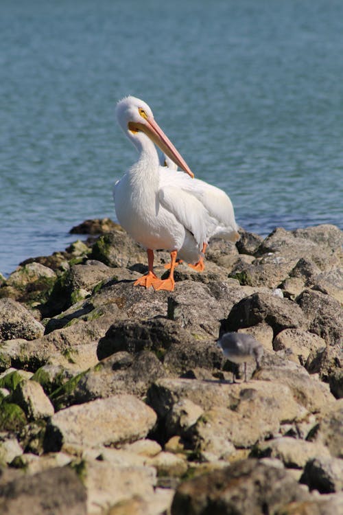 Pelican on Stones on Sea Shore