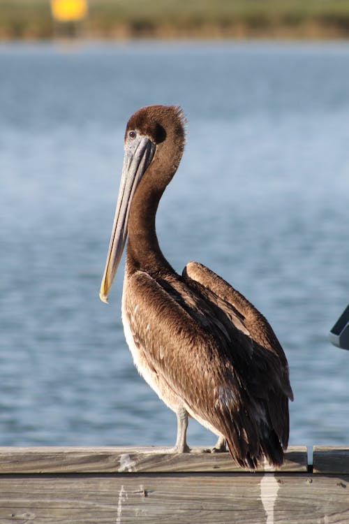 Pelican by the Lake 