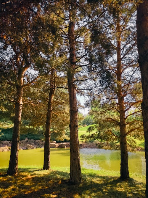 ağaçlar, bakir bölge, dikey atış içeren Ücretsiz stok fotoğraf