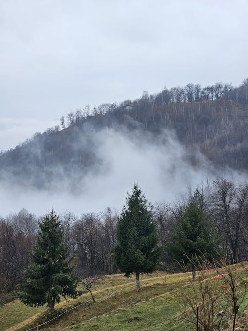 Foto profissional grátis de colina, floresta, garoa