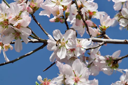 Close-up of Cherry Blossom Branch under Blue Sky 