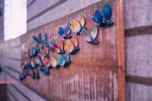 Free stock photo of borboleta, borboletas, butterfly