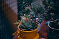 质朴的黄色罐子里，排列着一系列生动的多肉植物，展现了大自然的美丽