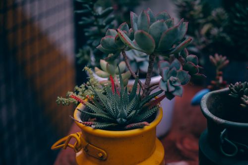 Free A vivid collection of succulents arranged in a rustic yellow pot, showcasing nature's beauty. Stock Photo