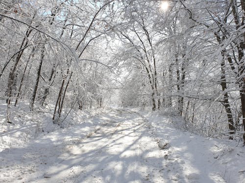 Foto d'estoc gratuïta de arbres, branques, Camí