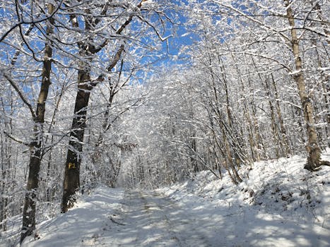 A scenic snowy woodland path in Ciolcești, Romania, under bright winter skies.