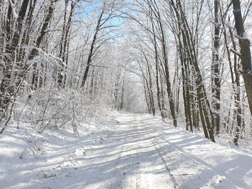 Foto d'estoc gratuïta de arbres, branques, Camí