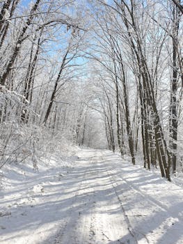 A serene snow-covered path through a forest in Bântău, Romania, during winter.