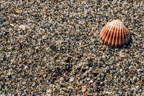 Free Colorful seashell resting on a gravel beach, showcasing natural coastal beauty. Stock Photo