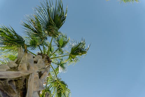 Clear Sky over Palm Tree Leaves