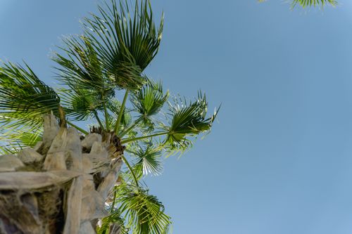 Free A beautiful low angle shot of a tropical palm tree set against a clear blue sky. Stock Photo