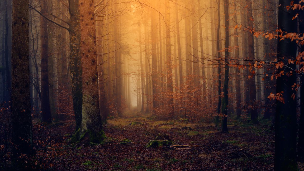 explore the atmospheric fall forest with fog and sunlight filtering th