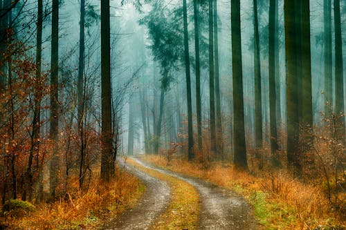 Free Forest Pathways Photo Stock Photo